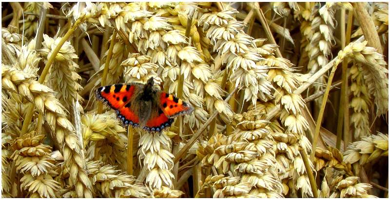 Resting_Felicity Roworth.jpg - B